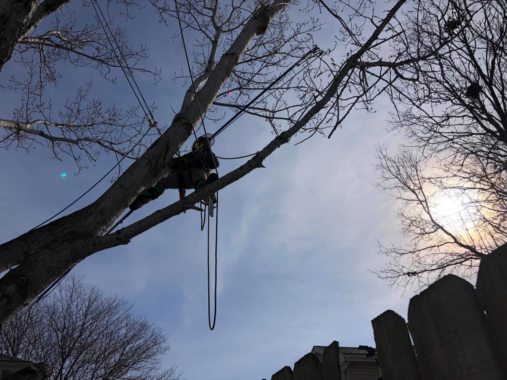 Tree Trimming Omaha, NE